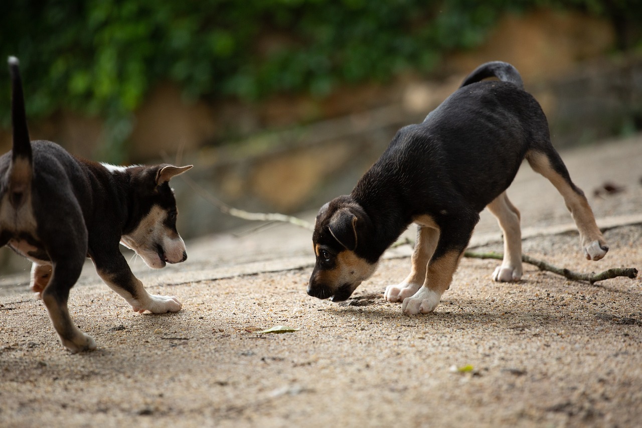 Dog Poop Pickup in Lathrup Village Michigan