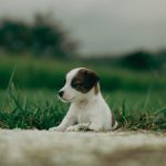 Dog Poop Pickup in Lathrup Village Michigan