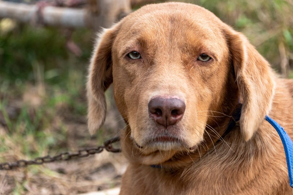 Dog Poop Pickup in Lathrup Village Michigan